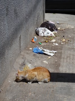 Casablanca scavenging cat