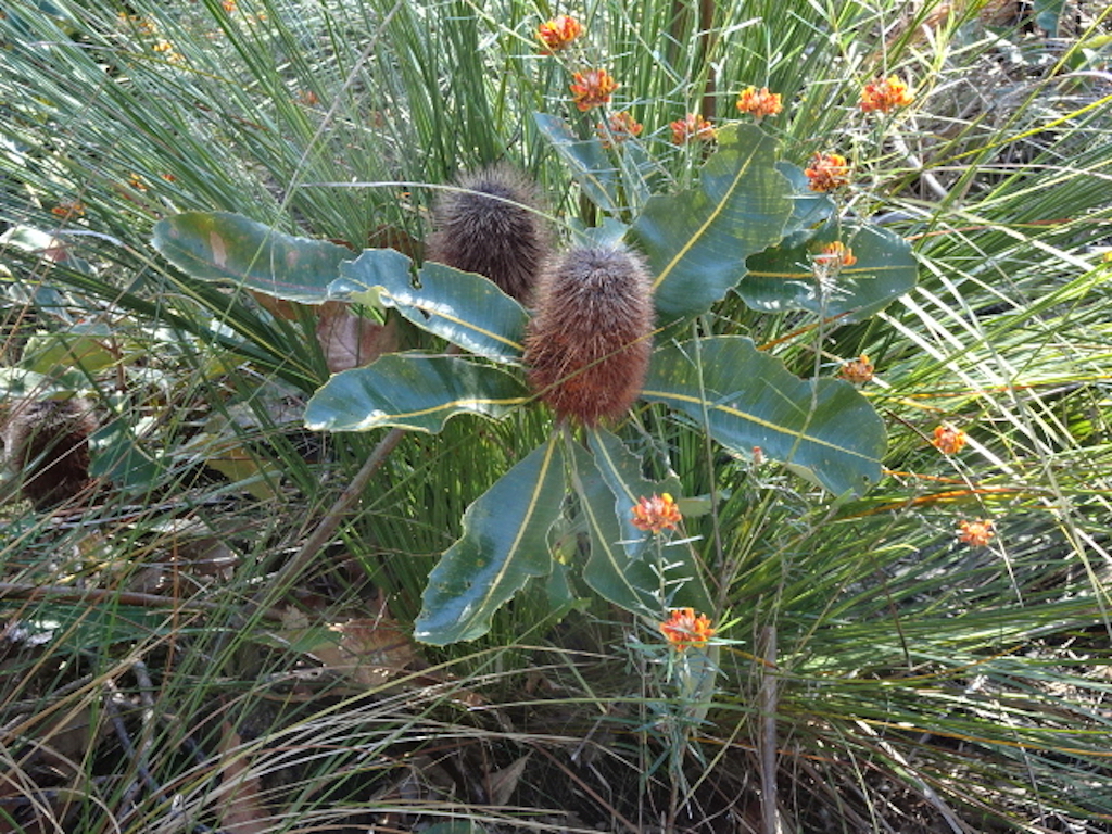 NNP Marcus Section wet heathland