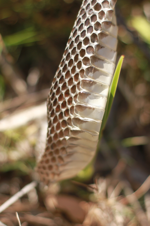 Snake skin 1.jpg