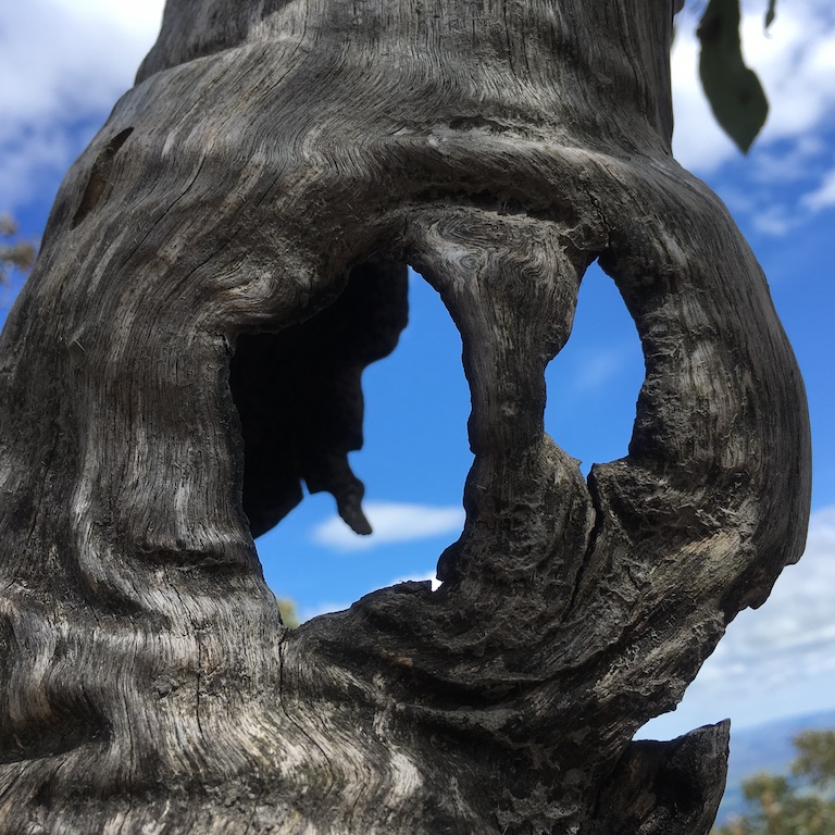 Mt Timbertop dead tree