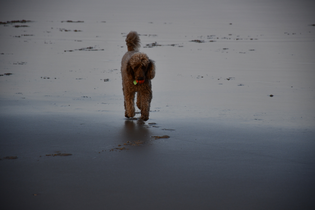 Jimmy Twilight at Marcus Beach