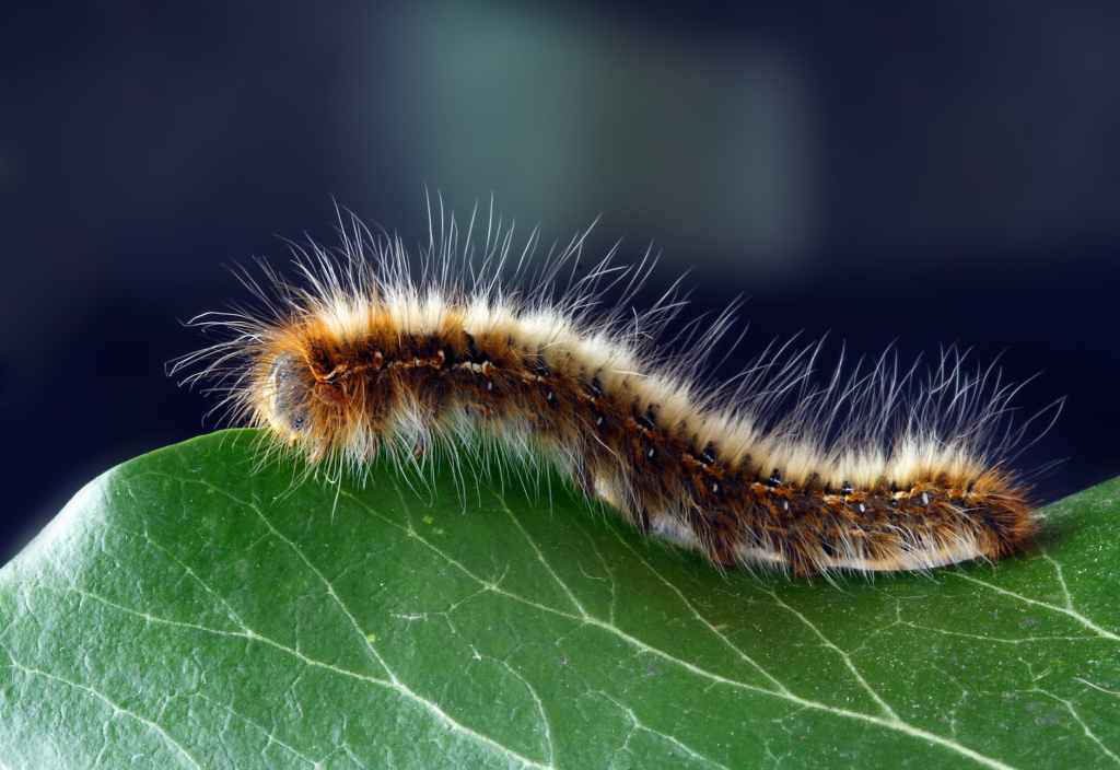 A Processionary Caterpillar Breaks&nbsp;Away