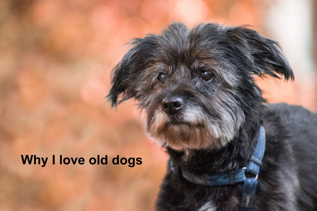 The appreciation for old&nbsp;dogs
