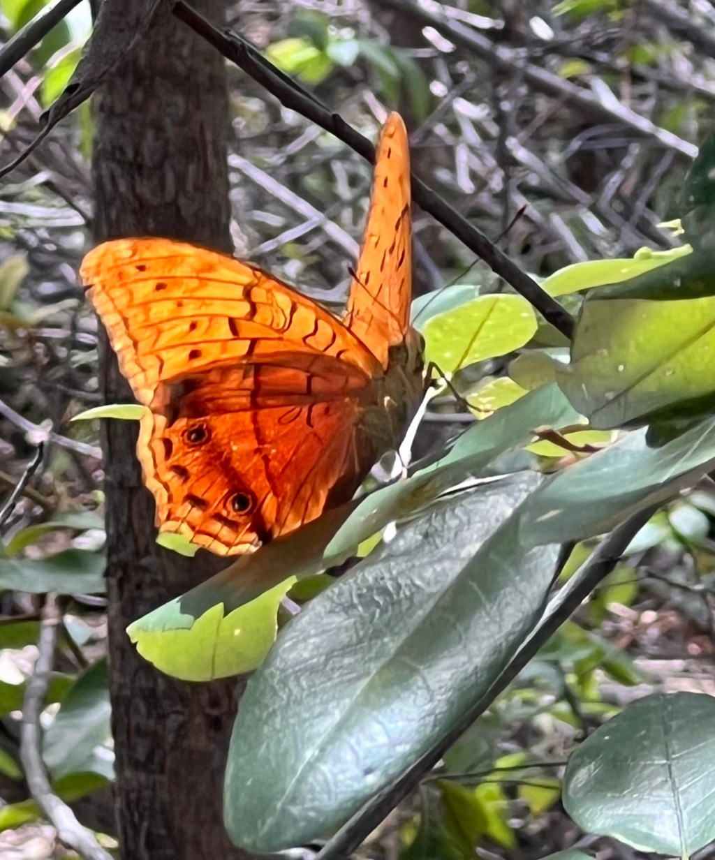 It’s a Cruiser: Orange butterfly at Magnetic&nbsp;Island