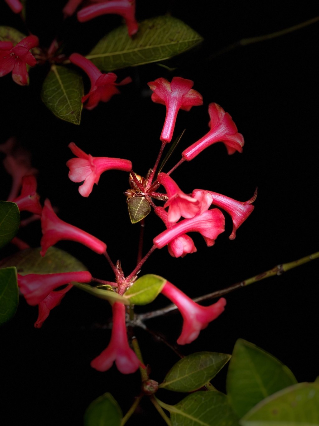 Beautiful plant images to herald in the New&nbsp;Year