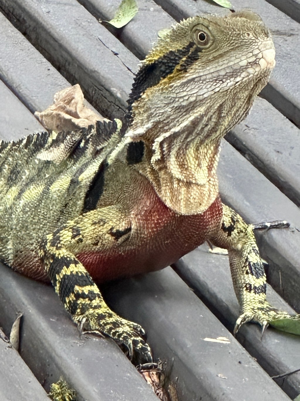 The Artistic Allure of Australian Water&nbsp;Dragons